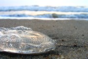 Испанские пляжи каждый год подвергаются нашествию медуз. // vvlevin.photosight.ru