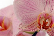 Специалисты использовали экстракт орхидеи. // buytaert.net