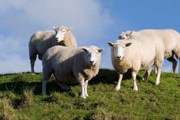 Овцы приведут в порядок итальянские газоны. // GettyImages