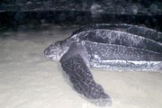 Черепаха на пляже Кабарете; снимок очевидца. // dr1.com