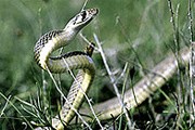 Подавляющее большинство змей на Кипре не опасно. // РИА "Новости"