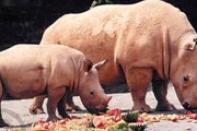 Белые носороги - уникальные обитатели зоопарка. // zoodk.cz