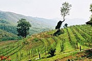 Первый виноградник в Мьянме // myanmar-vineyard.com