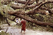 В зоне бедствия повалены деревья и разрушены дома. // AP