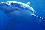 За последний месяц в Сиуатанехо два человека погибли от нападения акул. // samfact.com