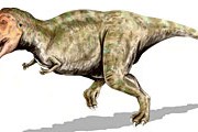 Тираннозавр – подвид терапода. // wikipedia.org