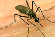 Уничтожение комаров - единственный способ борьбы с распространением болезни. // ИТАР-ТАСС
