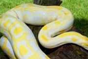 Питон тигровый (Python molorus) // Floranimal.ru