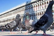 Власти Венеции борются с голубями. // panoramio.com