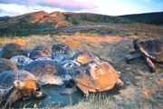 Галапагосским черепахам ничто не угрожает. // galapagospark.org