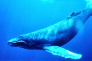Средняя длина тела взрослого горбатого кита - около 14 м. // Wikipedia