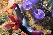 Рифовые рыбы не могут существовать без кораллов. // nemo.ru