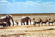 Ботсвана - одна из наиболее интересных стран с точки зрения наблюдений за животными. // Travel.ru