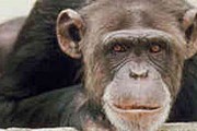 Шимпанзе занимает должность инспектора по развитию туризма. // primeinfo.net.ru