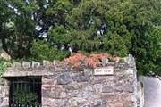 По преданию, под древним шотландским деревом родился Понтий Пилат. // Wikipedia