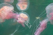Медузы атакуют побережье Средиземного моря. // uwpresse.com