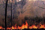 Пожар уничтожил 5 тысяч гектаров леса. // fegi.ru