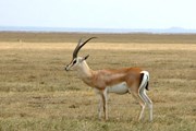 Гордость Танзании - национальные парки. // Travel.ru