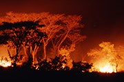 В парке уже сгорело 230 гектаров леса. // GettyImages
