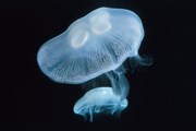 Медузы заполонили побережье Великобритании. // GettyImages