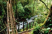 Джунгли в Папуа-Новой Гвинее // GettyImages