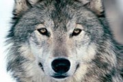 Волк – символ ижевского зоопарка. // nnm.ru