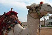 Верблюдов в Египте хватит на всех. // Travel.ru