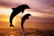 К дельфинам запрещено подплывать ближе чем на 50-150 метров. // GettyImages