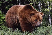 Туристам придется подождать, пока медведи залягут в спячку. // ami-tass.ru