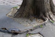 Деревья разрушают тротуары города. // activerain.com