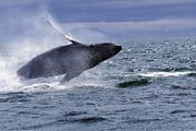 Замутнение вод заставляет китов искать новые места для жизни. // GettyImages