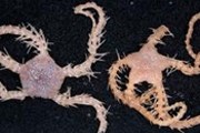 Неизвестные ранее разновидности Ophiacantha brittlestar. // wildlifeextra.com