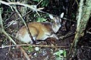 Это первый снимок оленя-мунтжака на Суматре. // FFI/KSNP