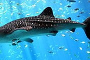 Китовые акулы – крупнейшие в мире. // wikimedia.org