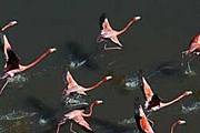 Фламинго в южной части национального парка Эверглейдс // Andy Newman/EPA
