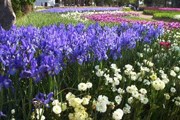 Канберра с ее популярным фестивалем Floriade особенно удивлена результатами. // amazingaustralia.com.au