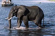 В Ботсване обитает самое большое поголовье слонов среди африканских стран. // msn.com