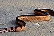 Выброшенная на берег змея кажется мертвой. // arabianwildlife.com