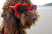 За появление с собакой на пляже придется заплатить. // GettyImages