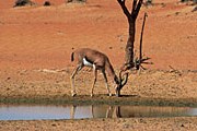 В дубайском заповеднике обитают редкие антилопы. // emirates.com
