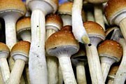 Трагические случаи с туристами привели к запрету продажи грибов. // guardian.co.uk