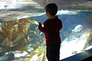 На время реконструкции аквариум не закроют для посетителей. // downera.co.uk