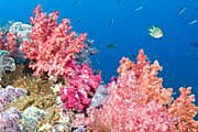 Повышенная кислотность воды губит кораллы. // GettyImages