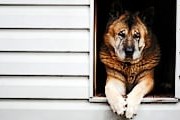 Собак размещают в специальных домиках. // GettyImages/Peeter Viisimaa