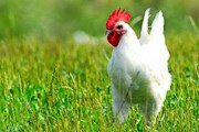 Цыплят выращивают на вольном выпасе. // franceguide.com