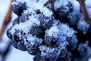 Виноград собирают с наступлением первых заморозков. // GettyImages / Armin Faber