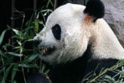 Панда Гу-Гу живет в зоопарке Пекина. // AP / Greg Baker