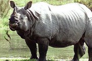 Название "черный носорог", как и "белый",  - достаточно условно. // floranimal.ru