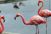 В зоопарке Дублина можно увидеть множество животных и птиц. // Travel.ru