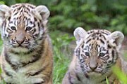 «Африканское» сафари предлагает зоопарк в Кенте. // dailymail.co.uk